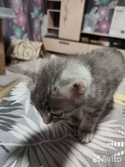 Котёнок.Отдам бесплатно