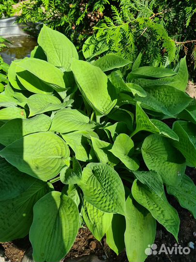 Ирис Лорелей, хоста зеленая