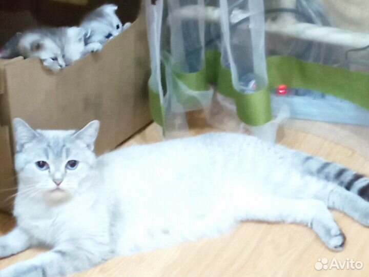 Шотландские котята