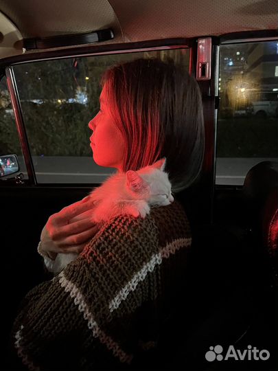 Белый котенок с голубыми глазами