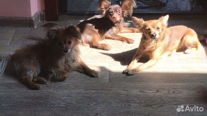 Той-терьер приглашает на вязку