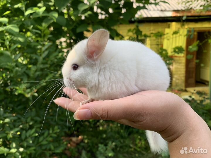 Шиншилла