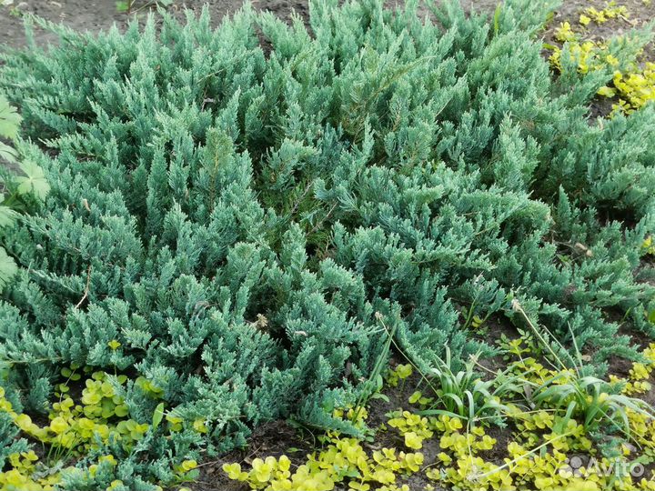 Можжевельник Блю чип
