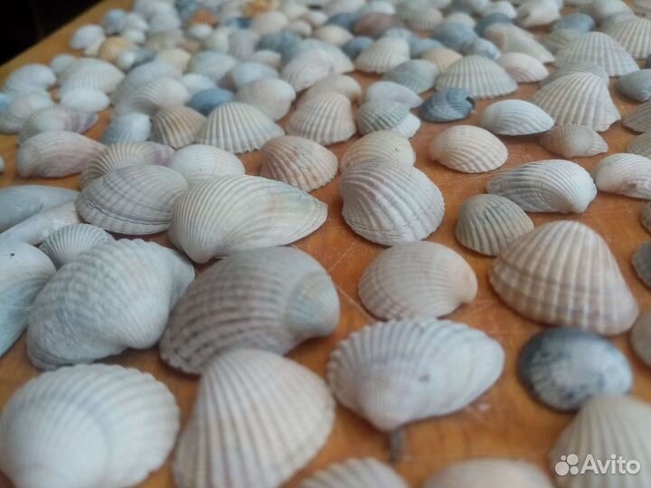 Морские ракушки для творчества