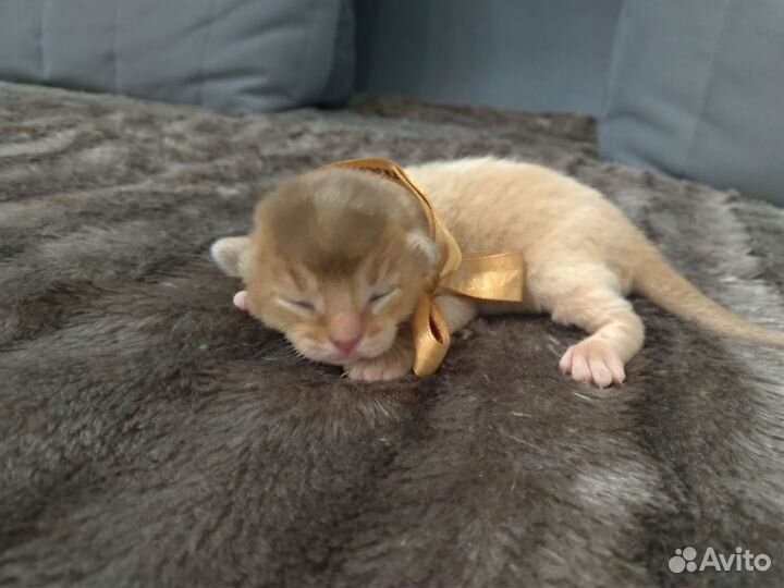 Абиссинские котята