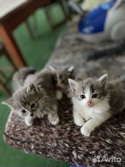 Милые котята