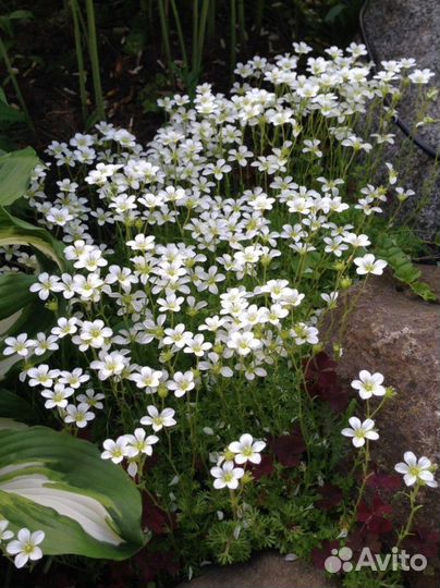 Камнеломка белая