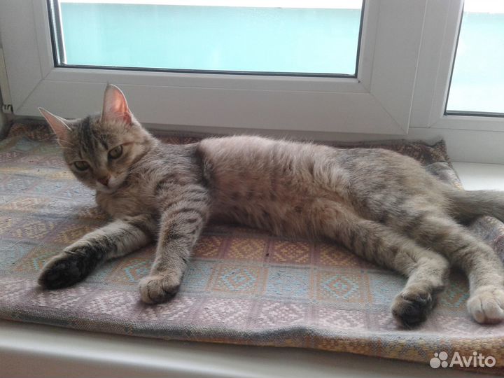 Миниатюрная кошечка