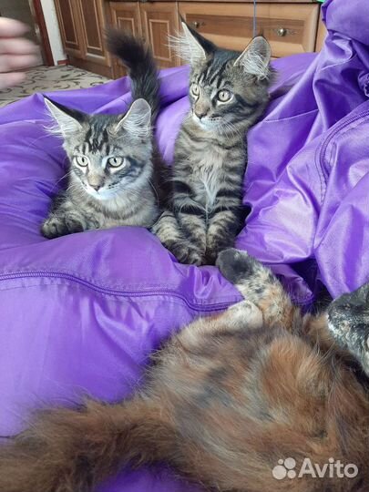 Котята мейн-кун