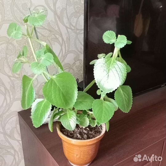 Мята комнатная ароматная