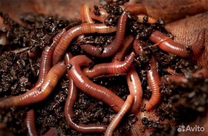 Черви для рыбалки