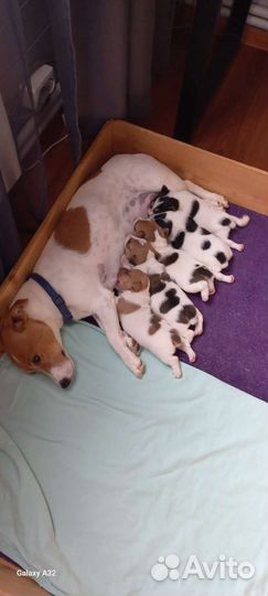 Щенки джек Рассел терьер