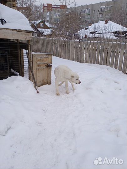 Вязка алабай