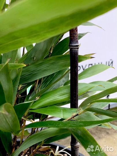 Бамбук черный - высота 1.2-1.5 м