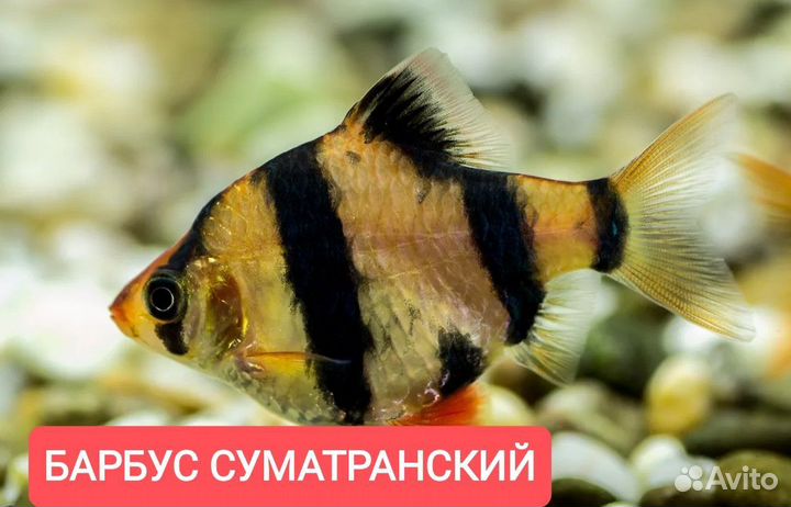 Аквариумные рыбы