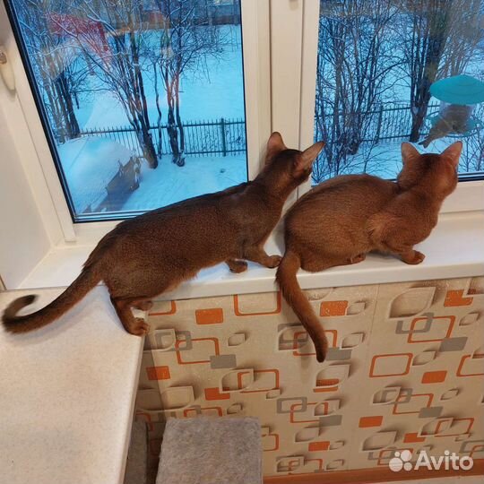 Абиссинская