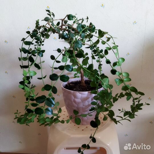 Цветок-куст