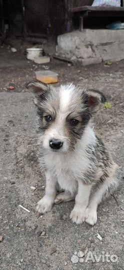 Щенок мальчик в добрые руки