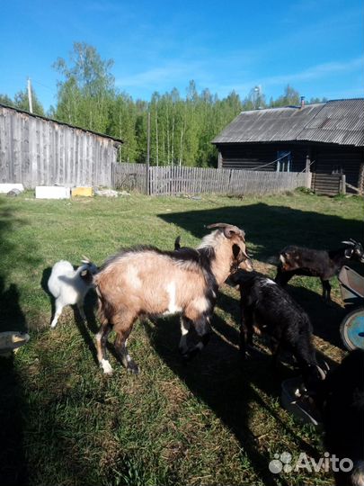 Нубийский козел. 2 года. На племя
