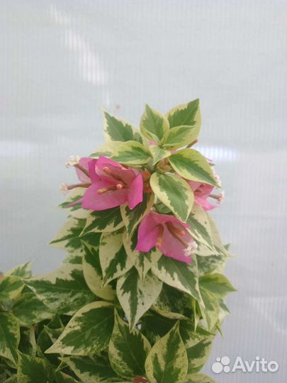 Бугенвиллия Мини Тай