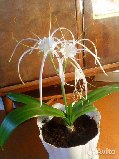 Гименокаллис, гипеаструм, хойя и др