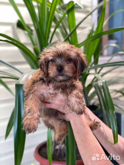 Йоркширский терьер щенки стандарт