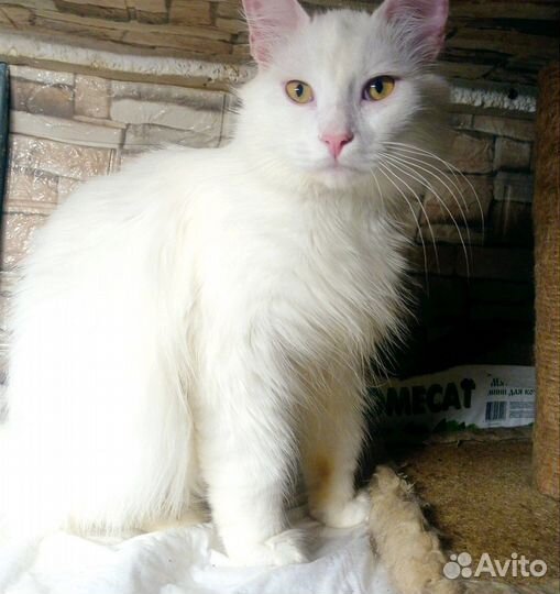 Красивый котик ищет дом и семью