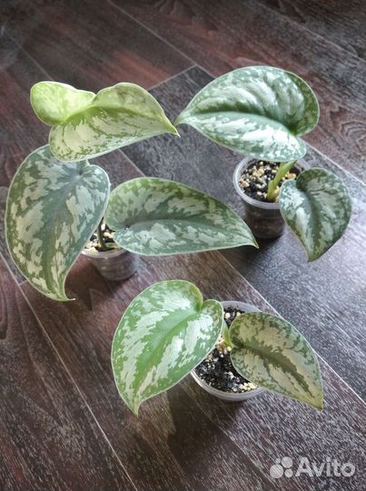 Эпипремнум (сциндапсус) Экзотика