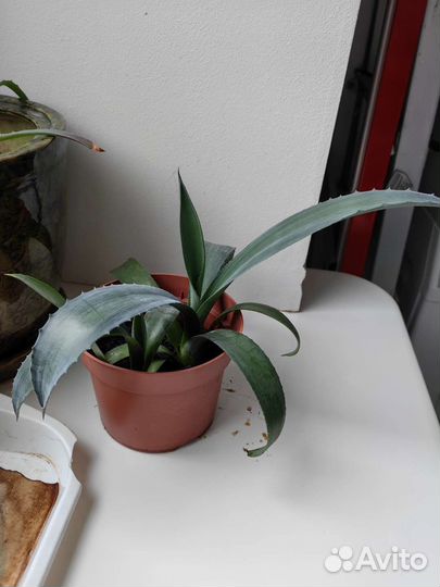 Агава голубая