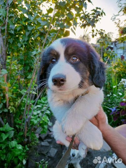 Щенок, мальчик в добрые руки бесплатно