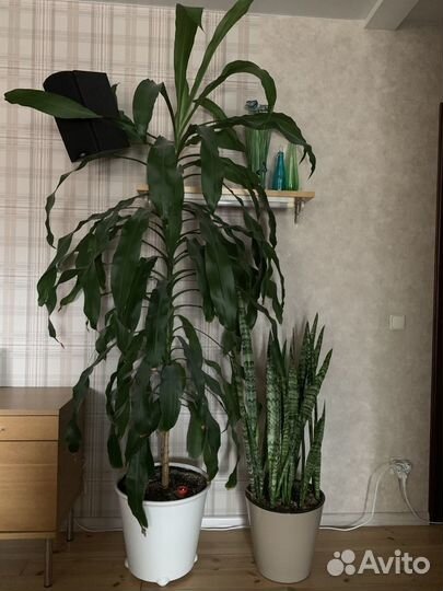Пальма драцена душистая