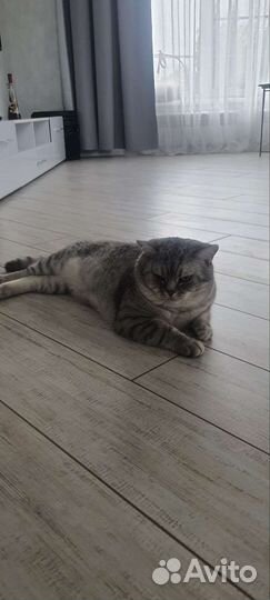 Шотландский кот вязка