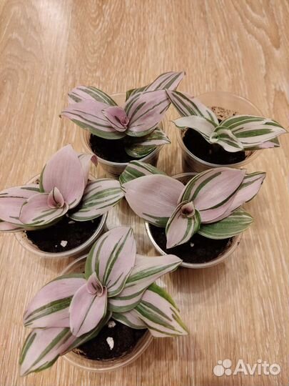 Традесканция зебрина розовая рео приречная