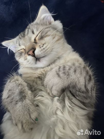 Шотландская вислоухая кошечка