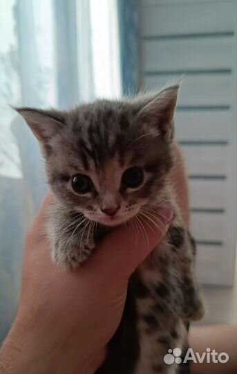 Кошка в дар бесплатно