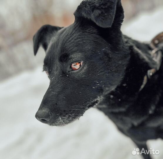 Собака Чара в добрые руки