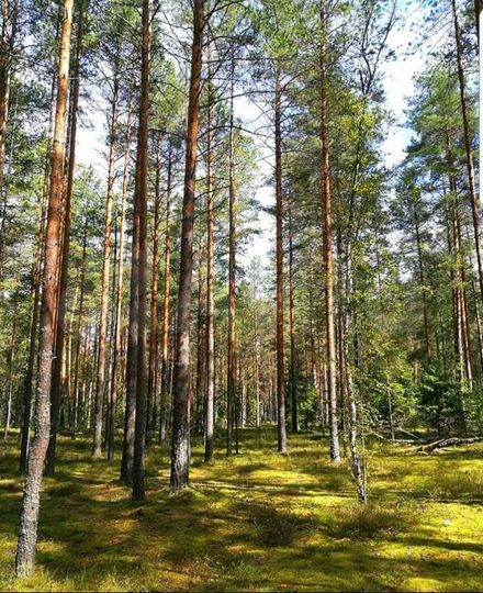 Участок 23 га (ИЖС)