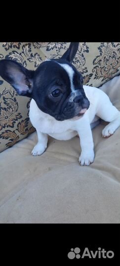 Малышка Баффи