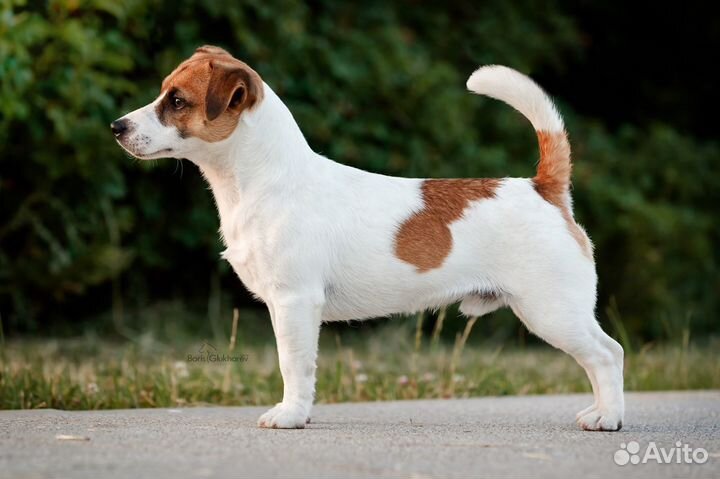 Джек рассел терьер.Вязка