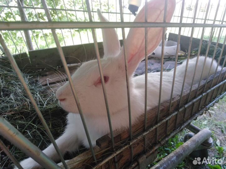 Декоративные кролики