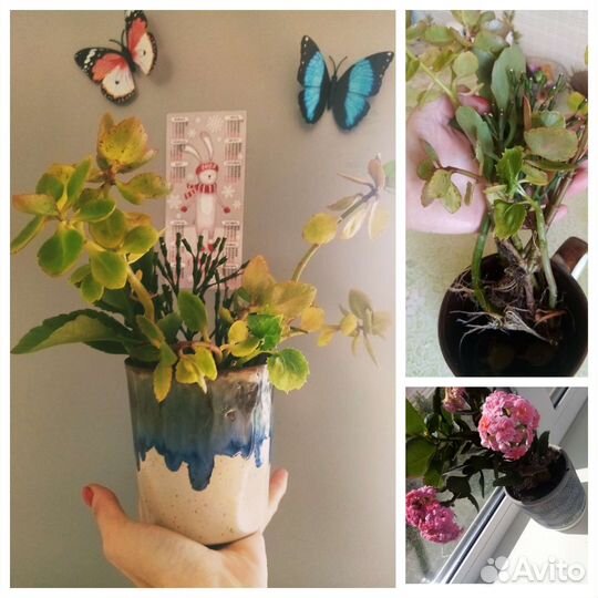 Отдам срезы комнатных цветов