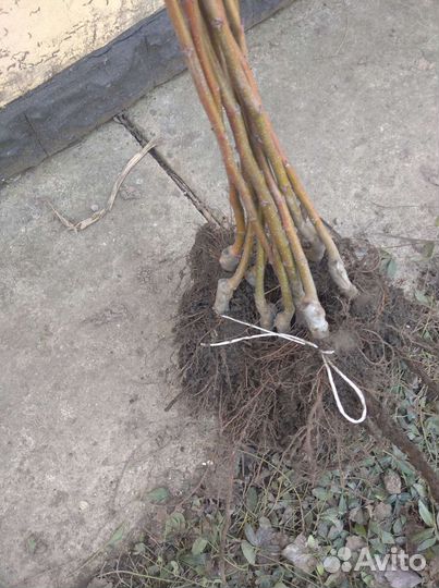 Китайская яблоня райская