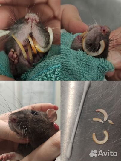 Лечение грызунов, ежей, птиц и рептилий