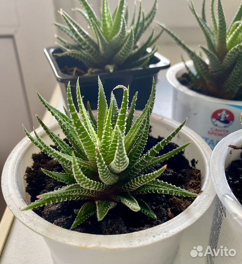 Хавортия жемчужная