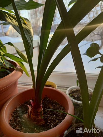 Продаются комнатные цветы