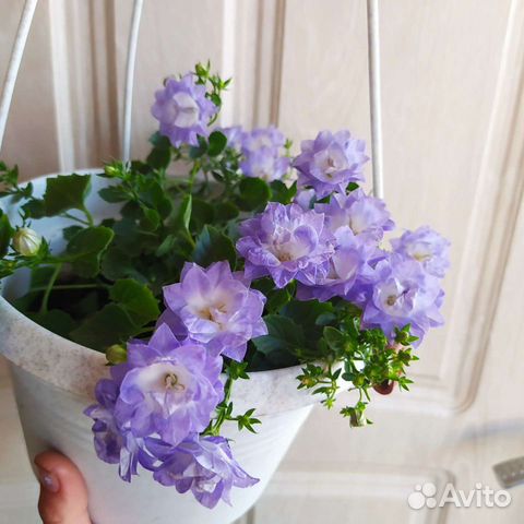 Кампанула жених и невеста