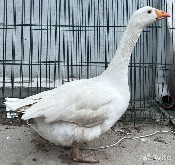 Яйцо домашнее Гусиное