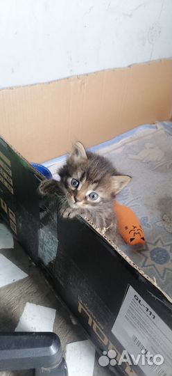 Отдам в добрые руки