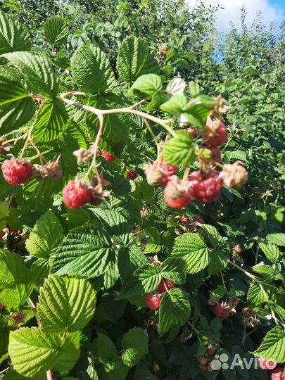 Продам саженцы малины