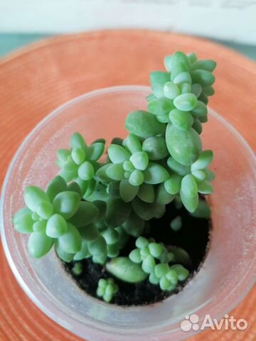 Очиток Моргана. Суккуленты